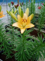 [1667 RoyalTrinity No02.JPG]